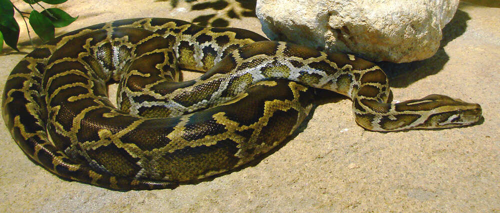 Robottijänikset toimivat pytonkäärmeiden syötteinä