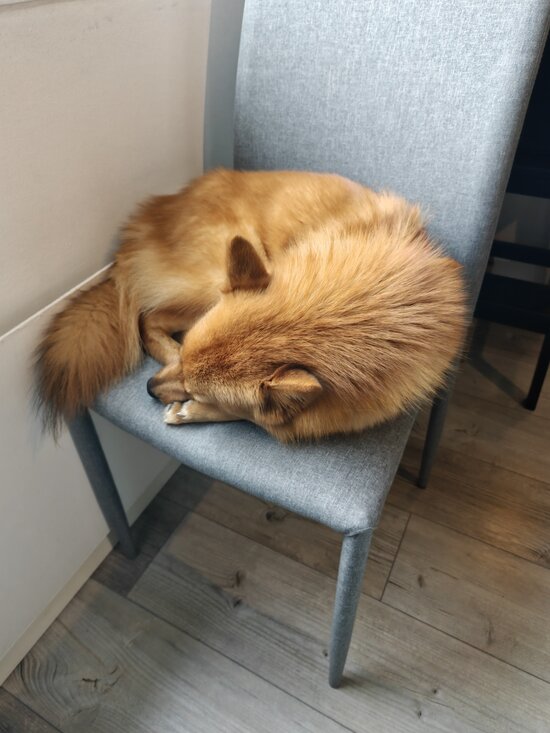 Koira, kuvattuna Realmen kamerasovelluksella
