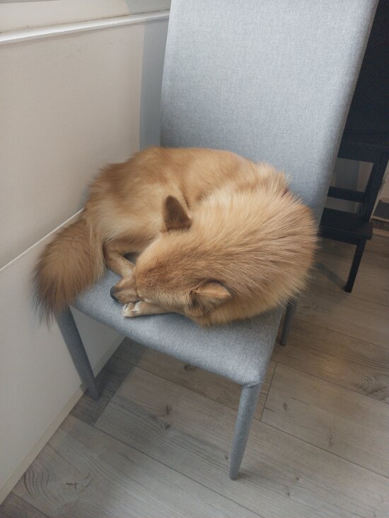 Koira, kuvattuna Rarecamilla