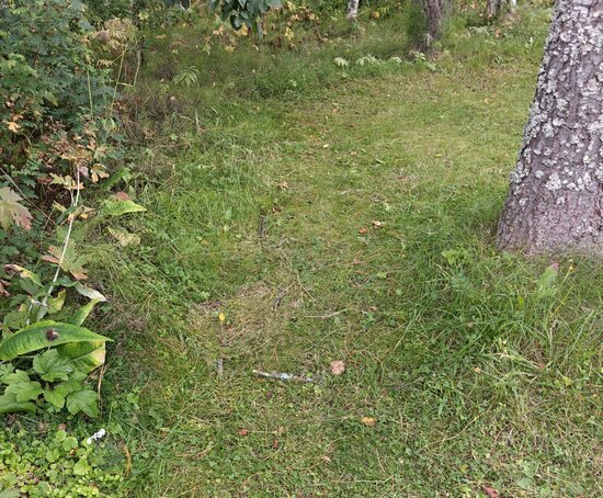 Kapea käytävä leikkausalueen reunan ja puun välissä