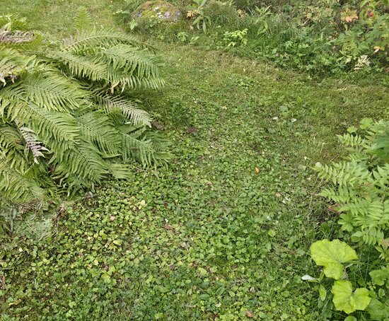 Kahden pensaan välillä oleva kapea käytävä