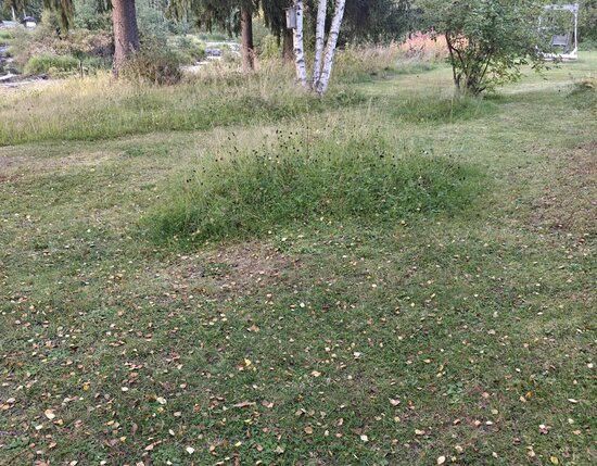 Pitkäksi jätetty nurmialue pihalla