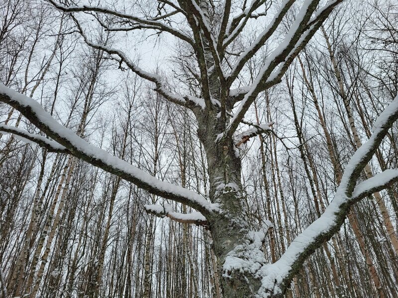 lähikuva puusta jonka oksilla on lunta
