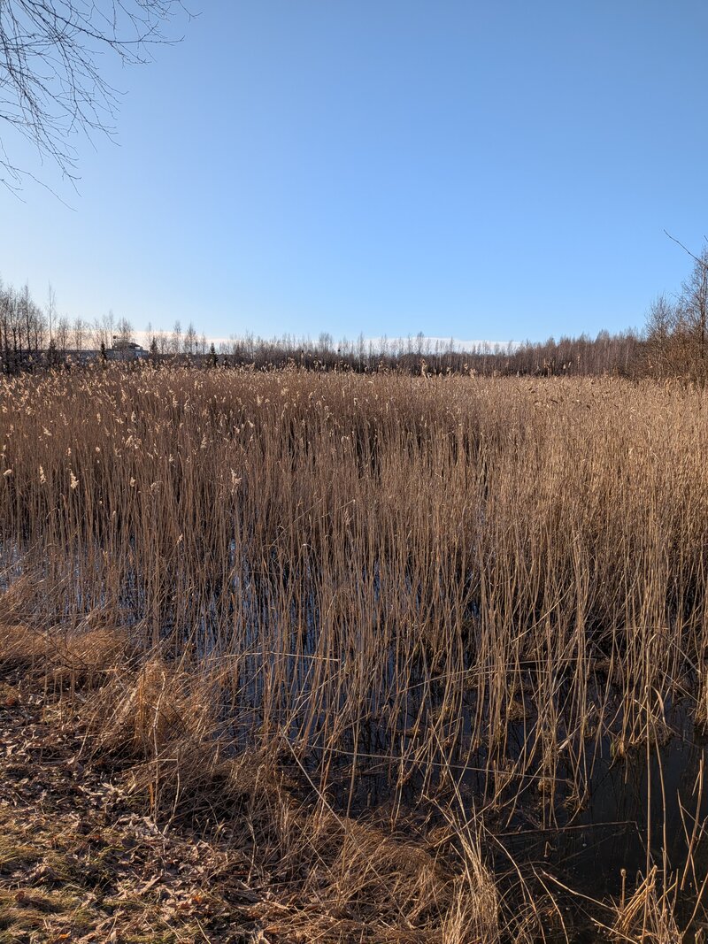 Pixel 10a, esimerkkikuva 4