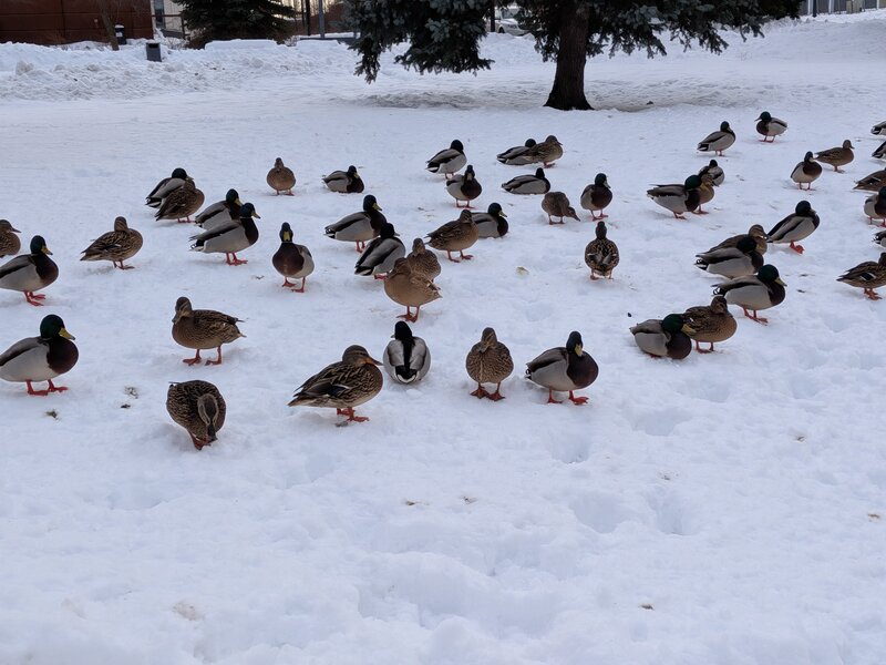 Pixel 10a, esimerkkikuva jossa vesilintuja