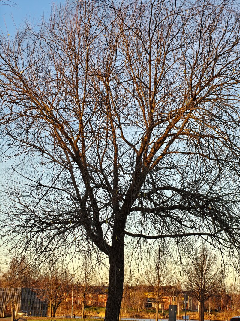 OnePlus 15 esimerkkikuvia, ryhmä 2, telekameralla otettu kuva