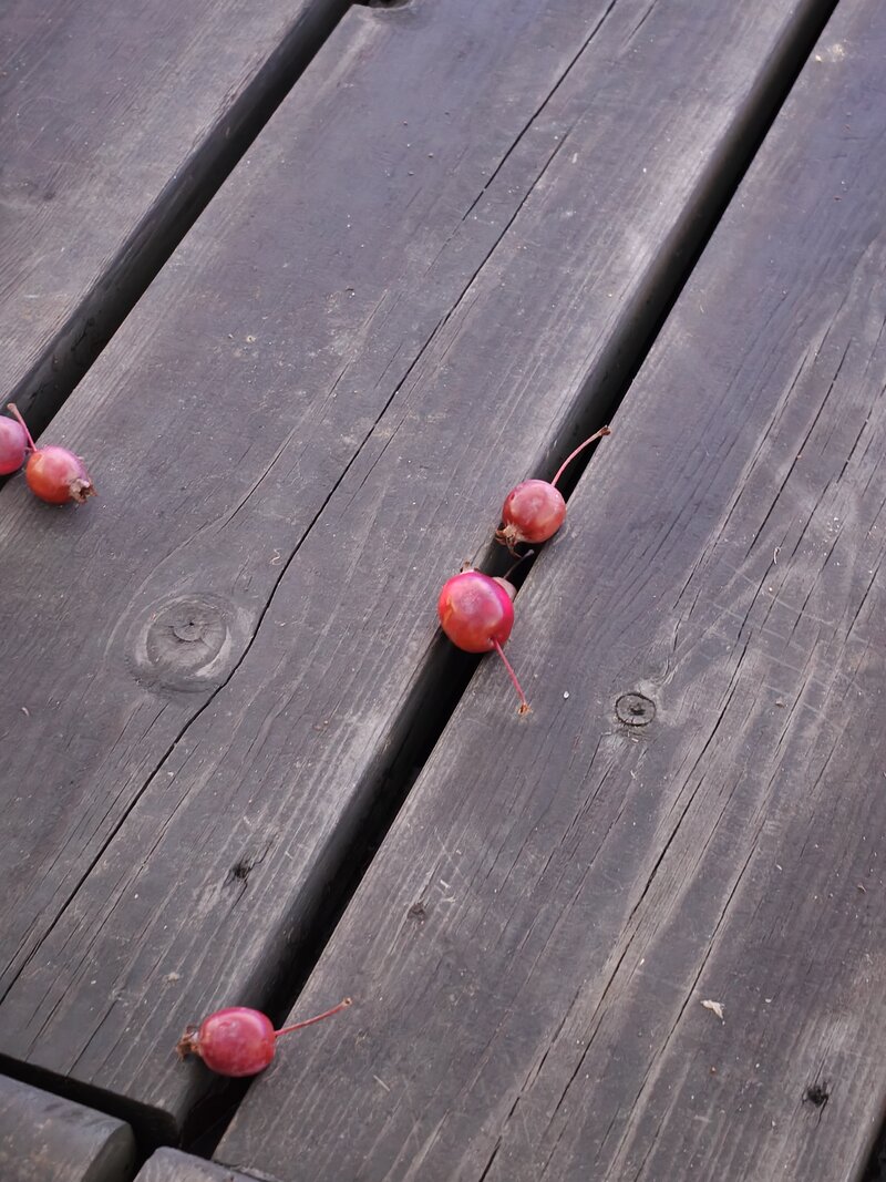 OnePlus 15 esimerkkikuvia, ryhmä 3, telekameralla otettu kuva