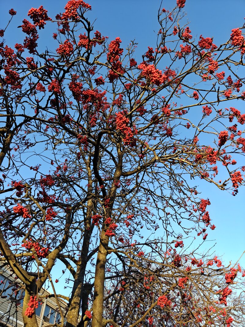 OnePlus 15 esimerkkikuvia, ryhmä 4, pääkameralla otettu kuva