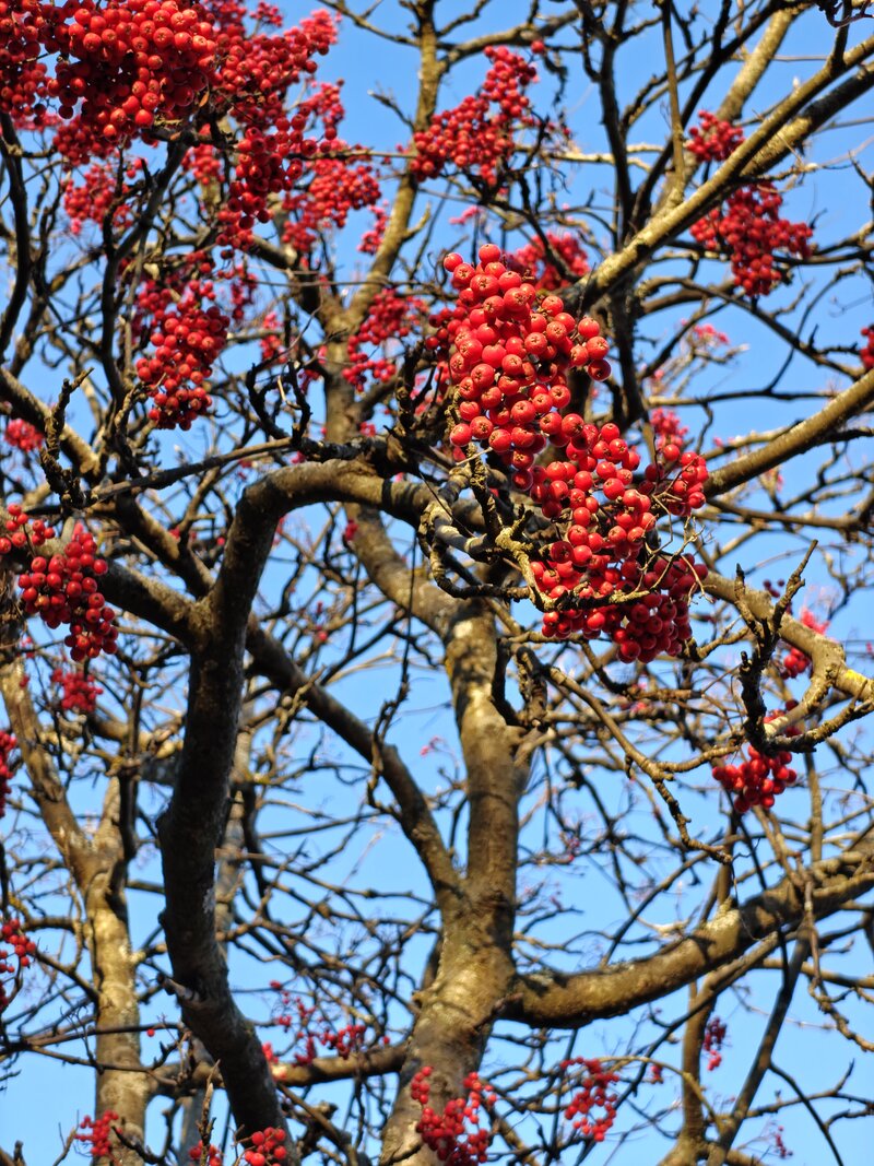 OnePlus 15 esimerkkikuvia, ryhmä 4, telekameralla otettu kuva