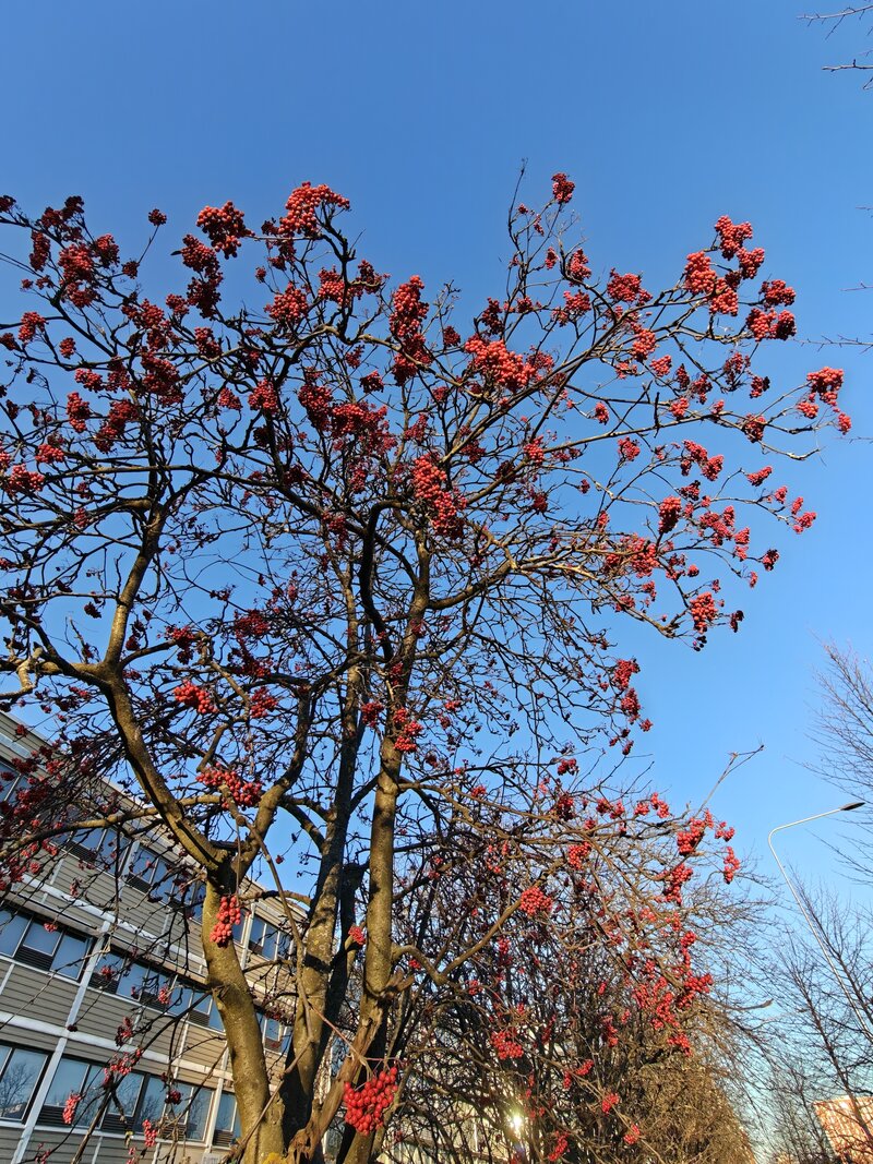 OnePlus 15 esimerkkikuvia, ryhmä 4, ultralaajakulmakameralla otettu kuva