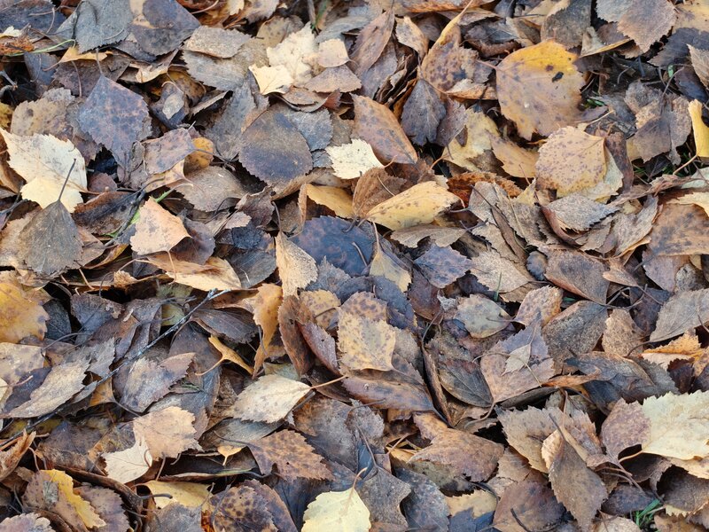 OnePlus 15 esimerkkikuvia, ryhmä 5, telekameralla otettu kuva