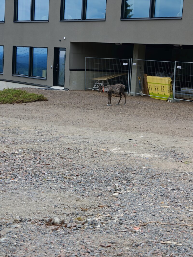 Esimerkkikuva 5, telekamera, 3x zoom