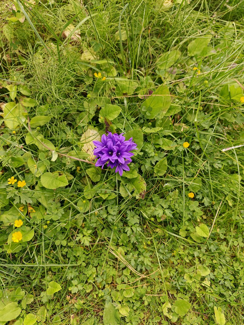 Kukka, kuvattu pääkameralla