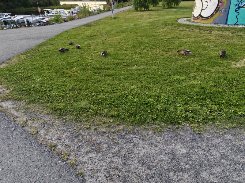 Vesilintujen kuvasarja, pääkamera