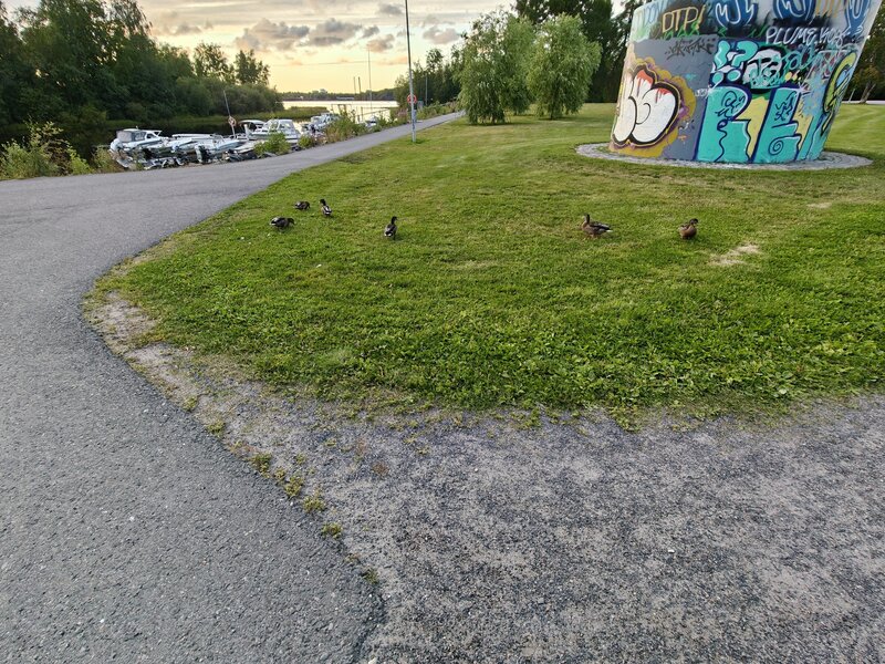 Vesilintujen kuvasarja, ultralaajakulmakamera