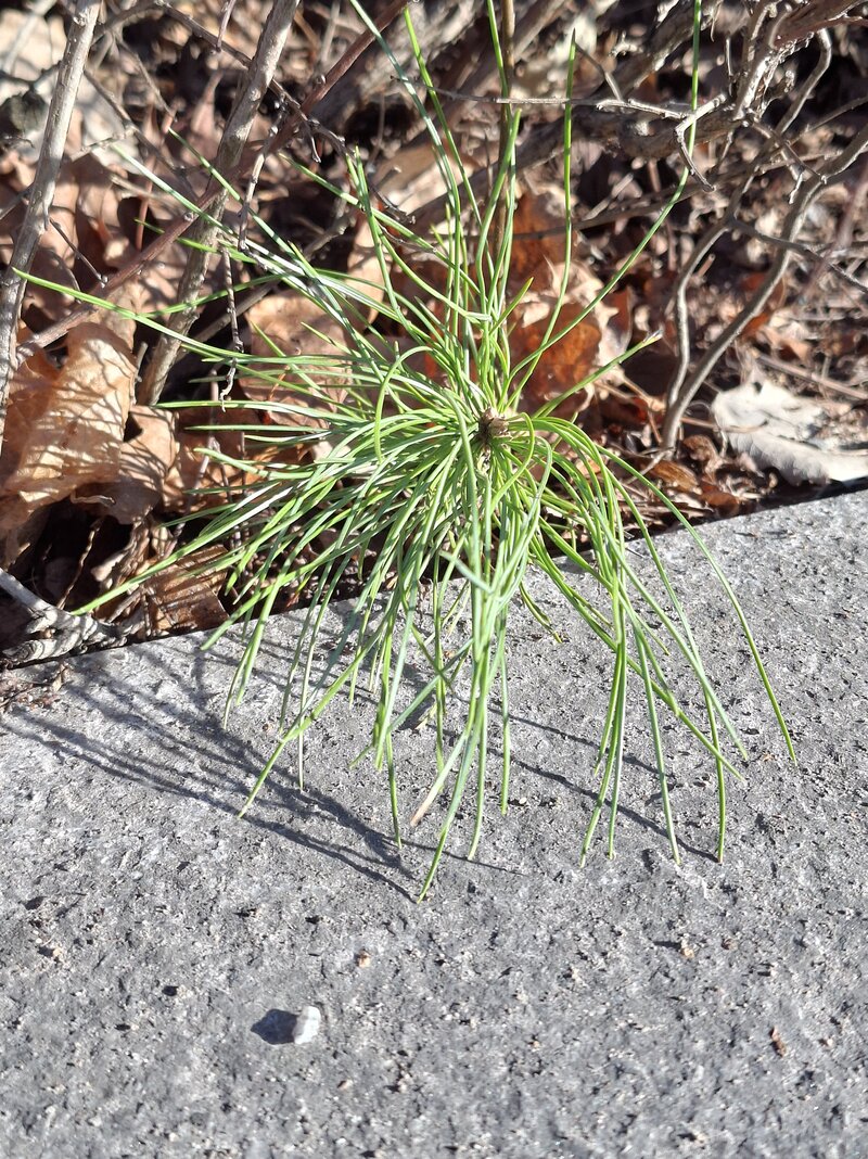 Samsung Galaxy A37:n esimerkkikuvia, kuvasarja 2, 2x zoom