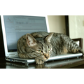cat-on-laptop.jpg