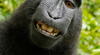 Oikeustaistelu apinan ottamasta selfiestä päättyi