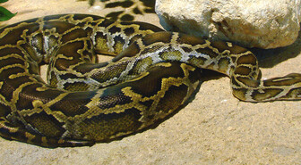Robottijänikset toimivat pytonkäärmeiden syötteinä