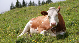 Ylivieskassa drone on tappanut useita lehmiä