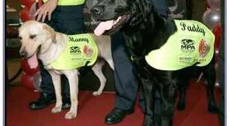 Laittoivatko piraattipomot piraattikoiran kylmäksi?