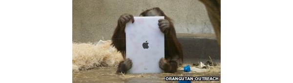 Orangutans learning to use iPads 