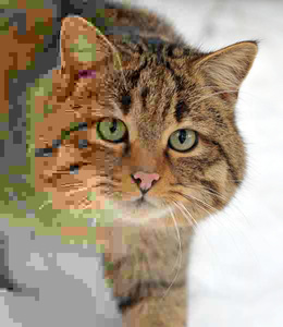 Mozilla esitteli uuden projektin: Tehostaa JPEG-kuvien pakkausta