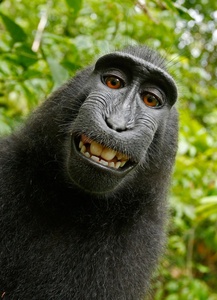 Oikeustaistelu apinan ottamasta selfiestä päättyi