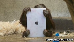 Orangutans learning to use iPads 