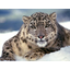 Apple patches over 30 bugs in OS X Snow Leopard