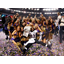 Super Bowl XLVII gets highest overnight rating, sees 24.1 million tweets