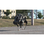 Google gets even deeper into the robot business with acquisition of Boston Dynamics